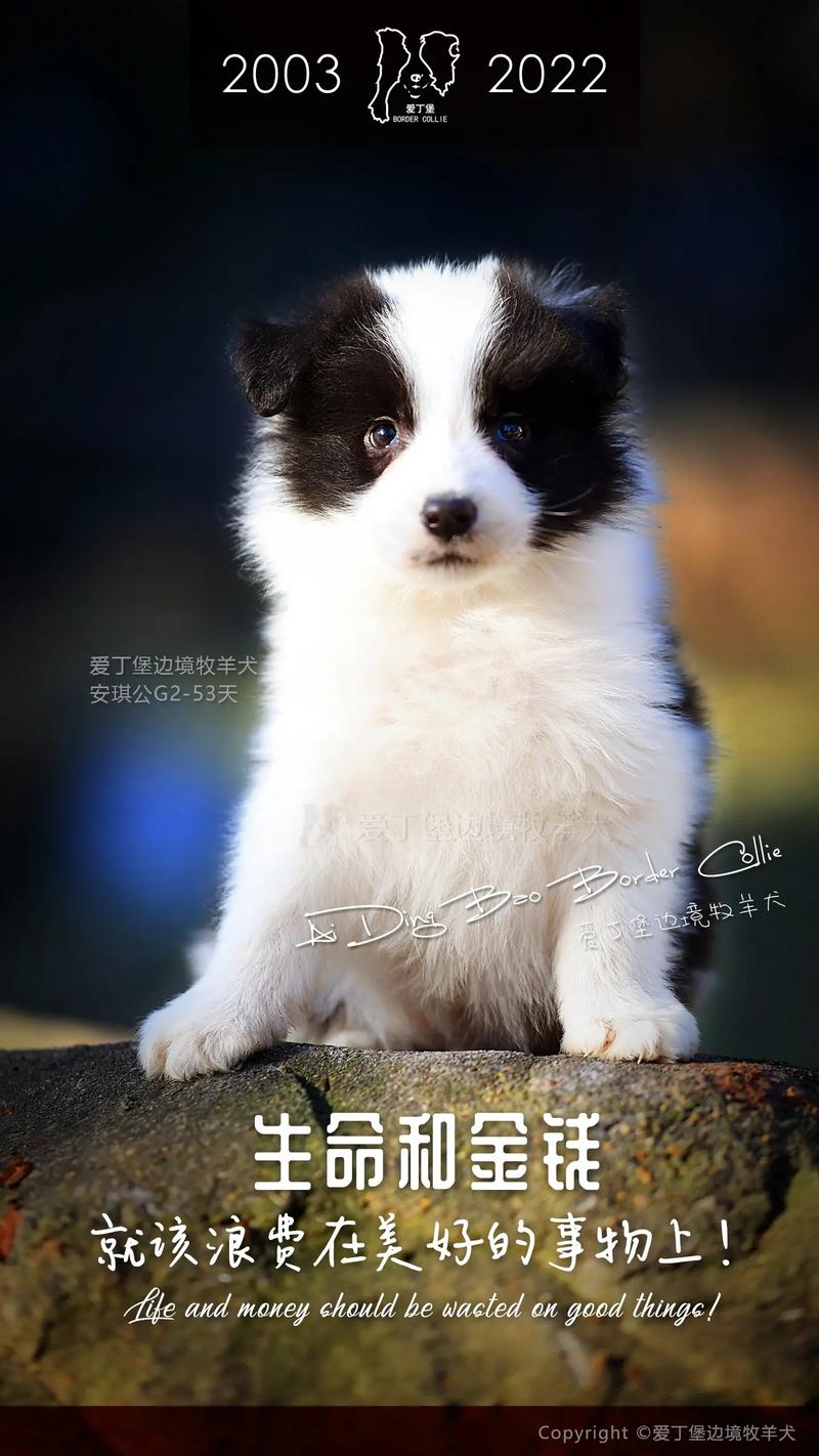 属兔婚姻幸福还是苦命 属兔的哪种婚姻最好是什么意思? 属兔婚姻幸福还是苦命 属兔的哪种婚姻最好是什么意思?